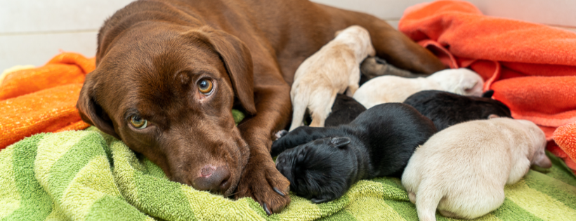 Animal Haven