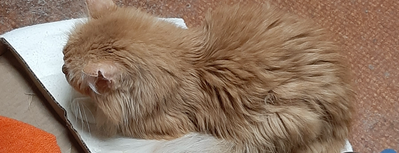 Rita’s Rescue