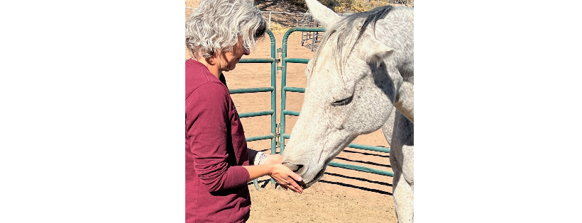Equine Therapeutic Connections