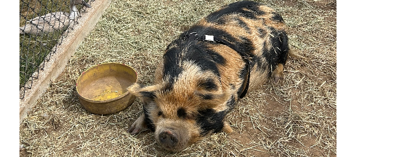 Funtastic Farms