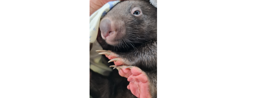 Our Haven Wildlife Shelter Inc