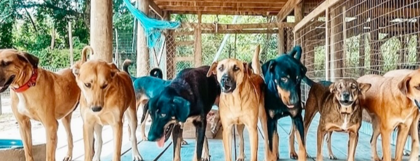 Roatan Rescue Inc