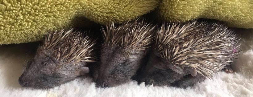 Suffolk Hedgehog Hospital