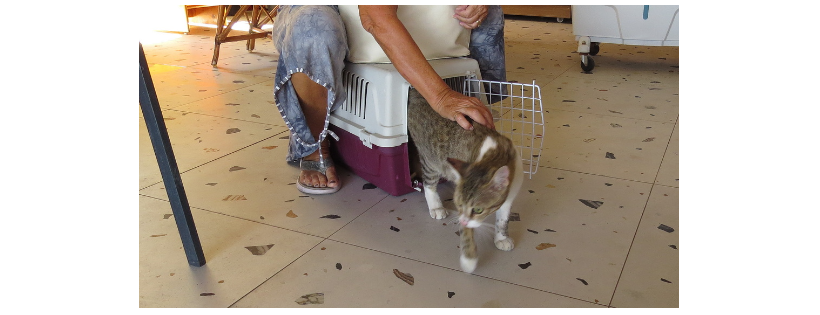 Turunc Cats Protection and Rescue Association