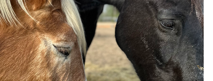 4M Ranch & Rescue
