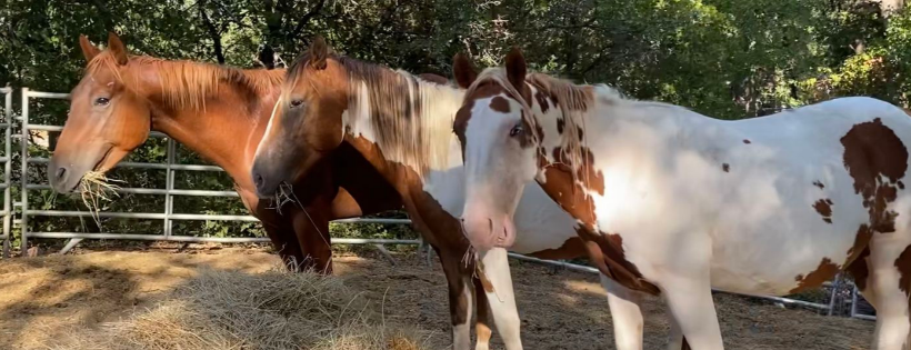 Tecate Horse Rescue Inc