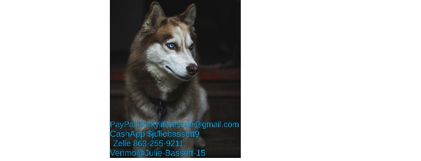 Husky Life Rescue