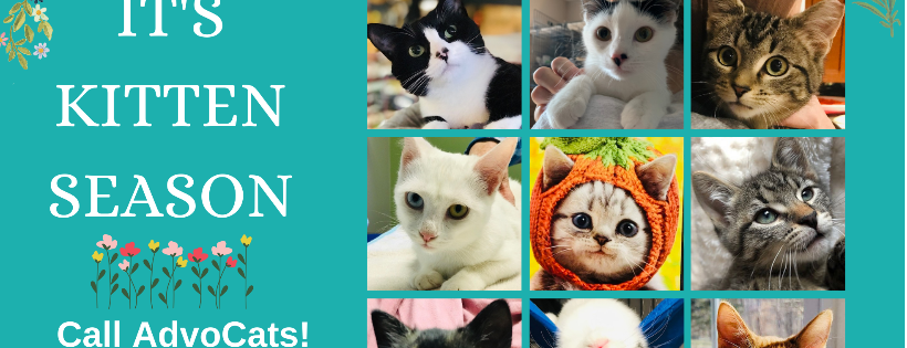 AdvoCats