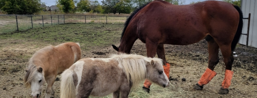 HodgePodge Farm & Rescue