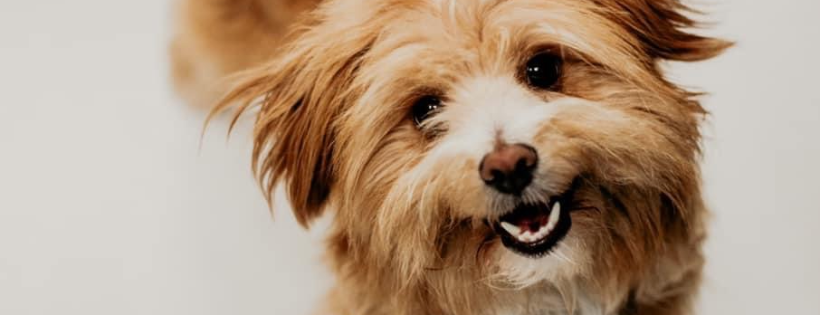 Pet and Wildlife Rescue