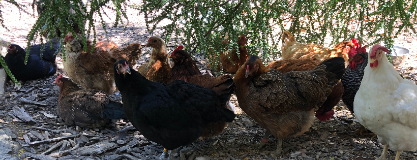One Living Sanctuary