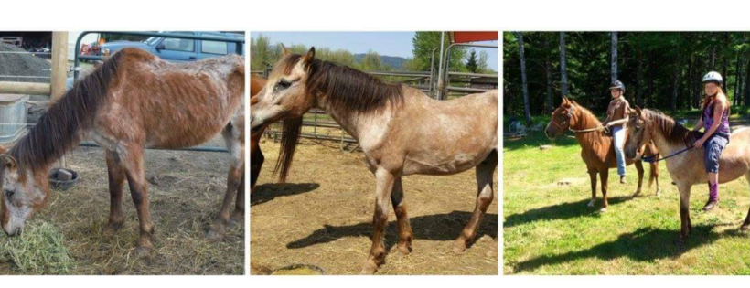 Harmony New Beginnings Animal Rescue