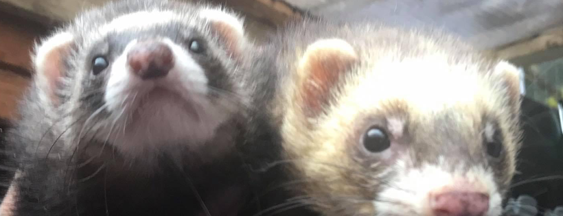 Last Chance Coventry Ferret Rescue 
