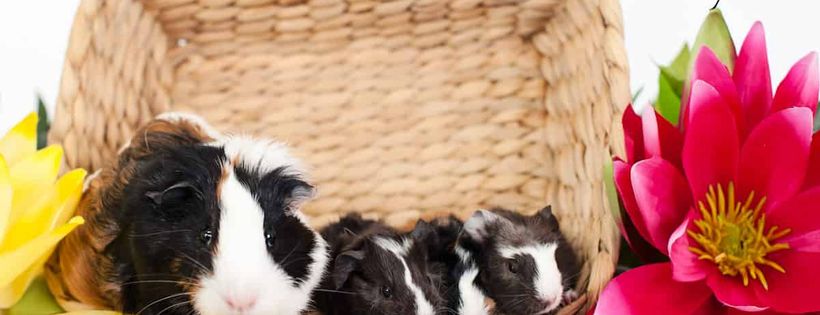 Peggys Promise: Helping fur kids of the central coast homeless