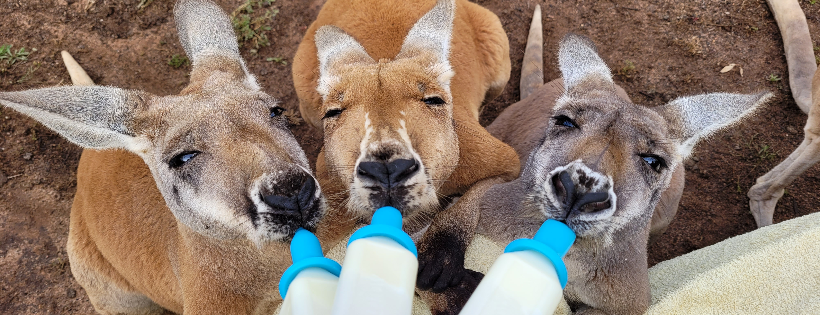 Midwest Marsupial Carers Inc