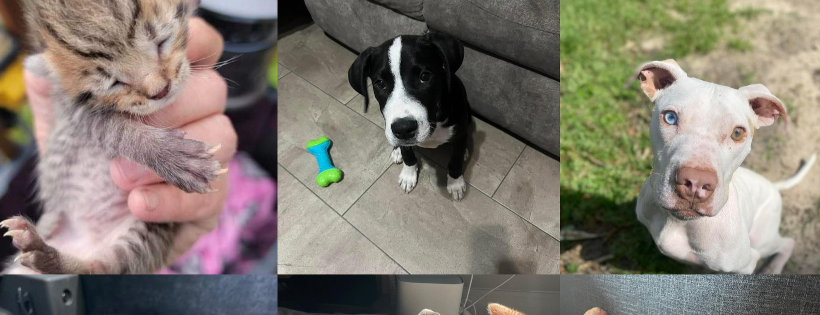 Hands to Paws