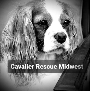 Cavalier Rescue Midwest INC Logo