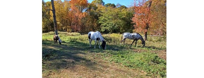 Healing With Horses at Wildrose Horse Farm Inc.501c3