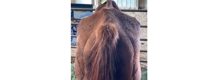 Riding 28 Horse Rescue