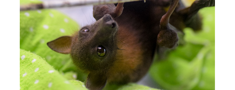 Bat Rescue Inc.