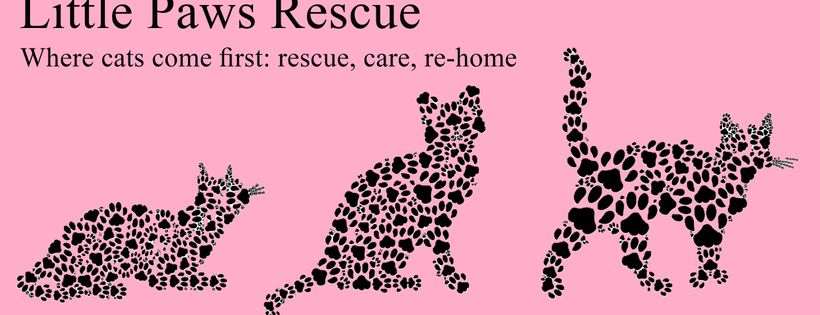 Little Paws Rescue Cats