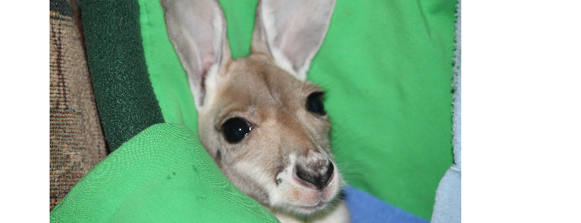 Bluebush Wildlife Rescue and Rehabilitation Inc