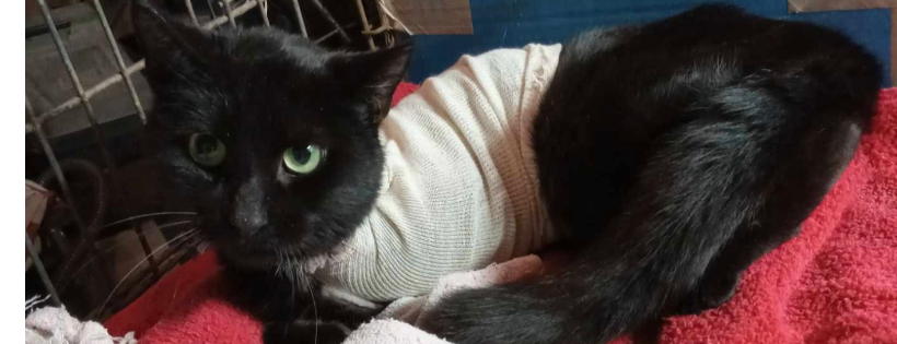Felines Under Rescue (FUR)