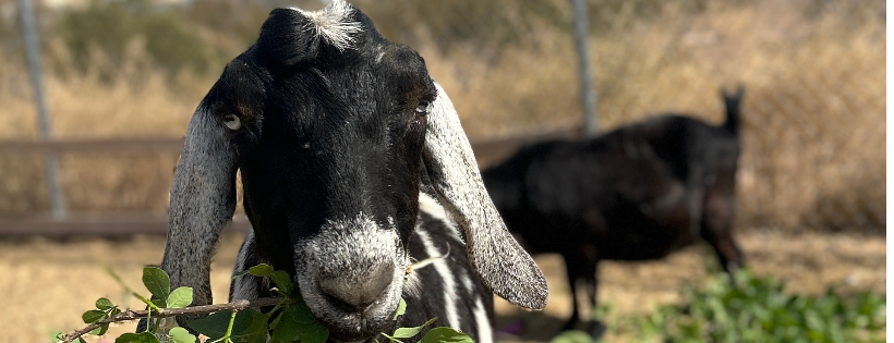 You Rescued Me Animal Sanctuary