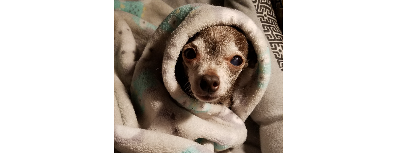 Old Paws Rescue Ranch Inc.