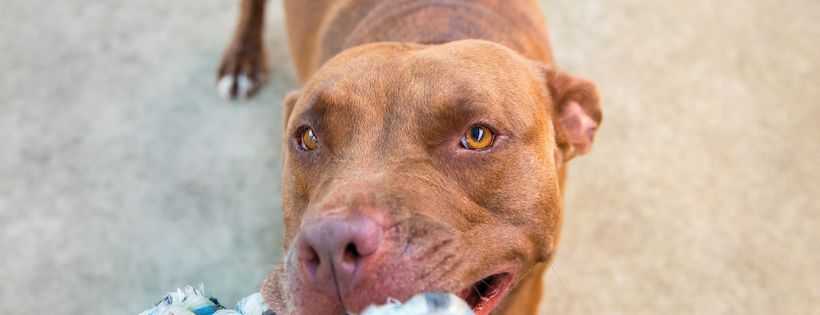 Rescue Hub Sydney Dog Rescue