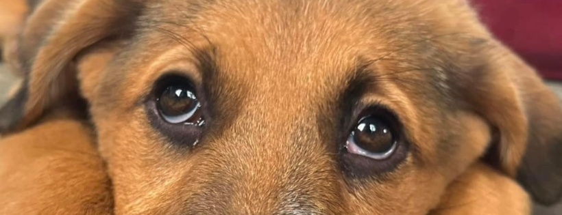 Nala dog rescue UK