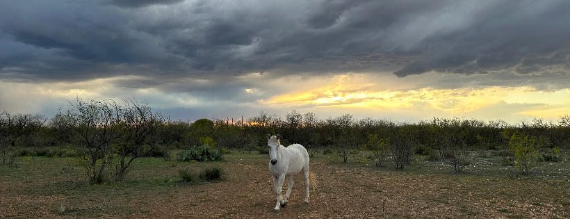 All About Horses Rescue & Sanctuary