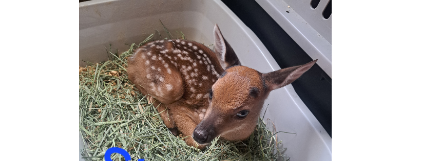 The Wildside Wildlife Rescue