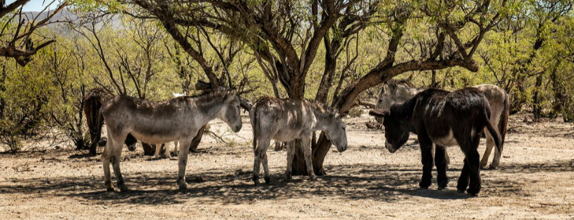 Forever Home Donkey Rescue & Sanctuary