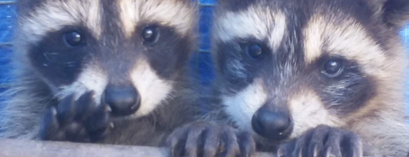 Central Minnesota Wildlife Rehab