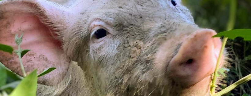 The Retreat Animal Rescue Farm Sanctuary