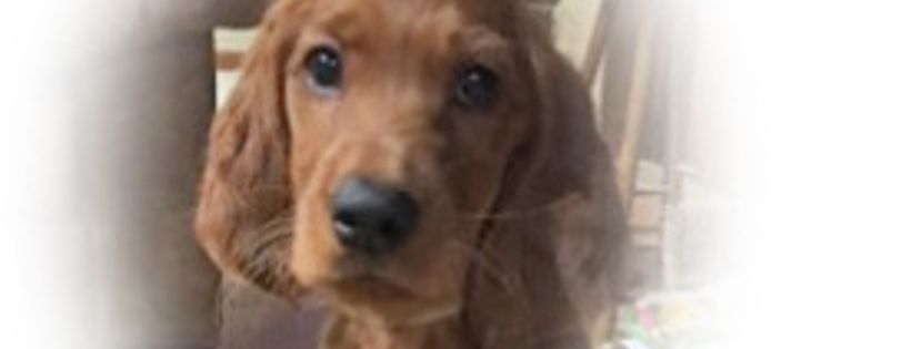 Independent Setter Rescue & Rehome