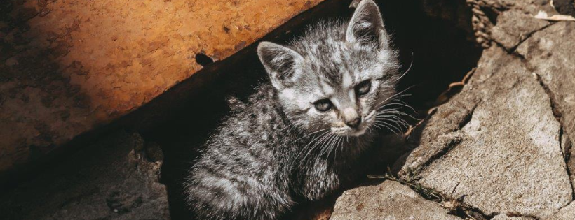 St Giles animal Welfare