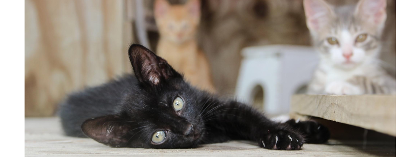 Brookhaven Animal Rescue League