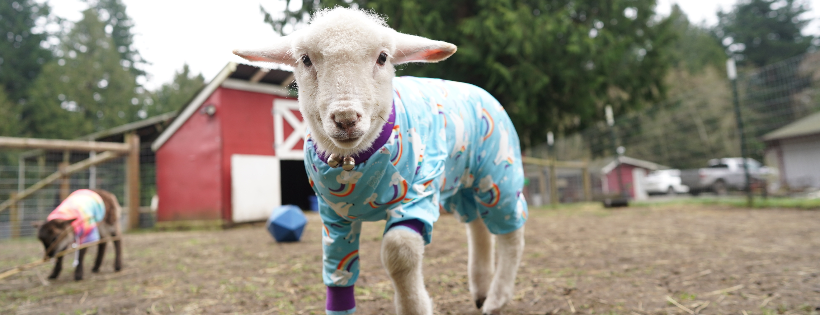 Rewild Refuge Farm Sanctuary