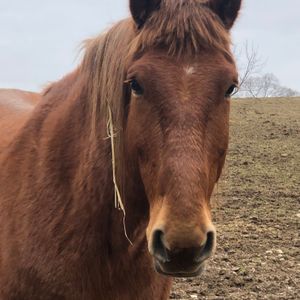 Iron Horse Sanctuary, Inc. Logo