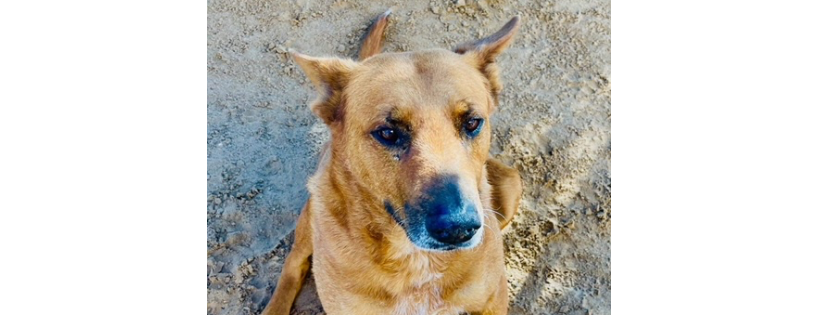 Barb's Dog Rescue