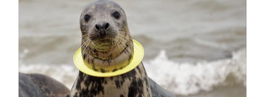 Friends of Horsey Seals
