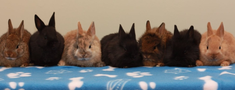 Hoppy Homes Rescue