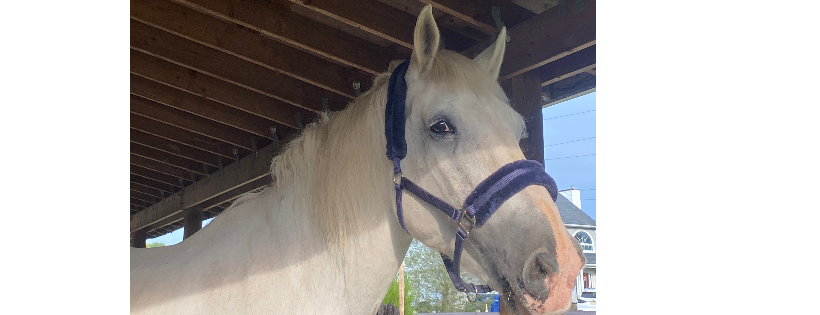 Heaven on Earth Horse Rescue and Rehab