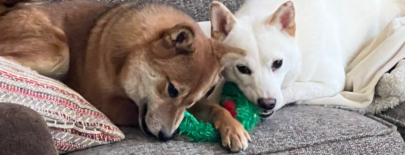 Shiba Inu Rescue Association