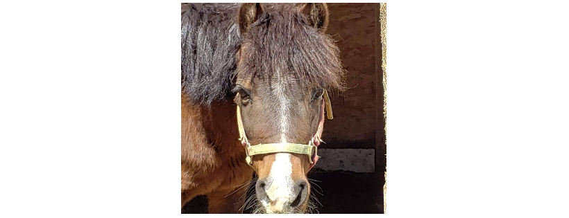 Next Step Horse Rescue Colorado