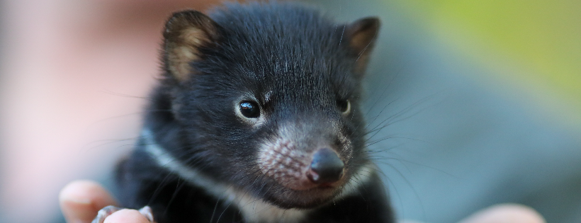 Aussie Ark