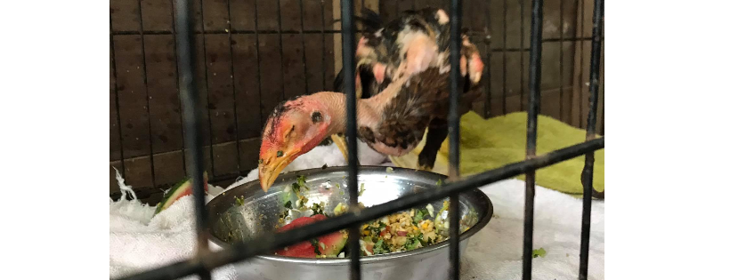 Vietnam Animal Aid and Rescue-US