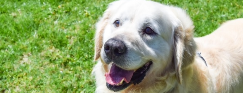 Leia's Hope Canine Rescue